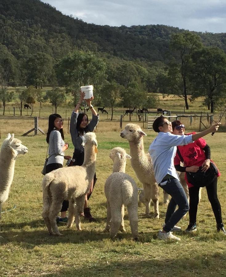 Broke Starline Alpacas Farmstay Resort מראה חיצוני תמונה