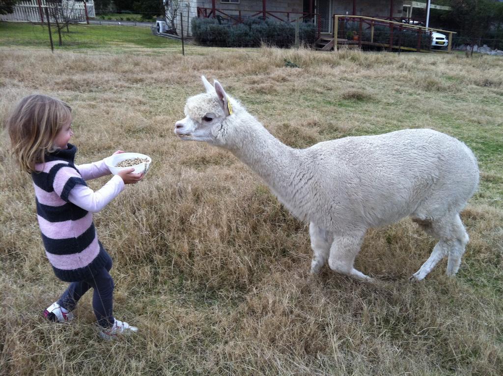 Broke Starline Alpacas Farmstay Resort מראה חיצוני תמונה